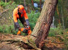 Best Commercial Tree Services  in Fabens, TX