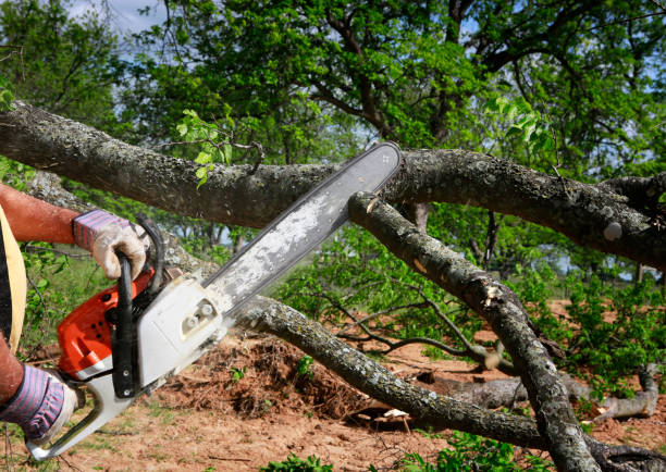 Why Choose Our Tree Removal Services in Fabens, TX?