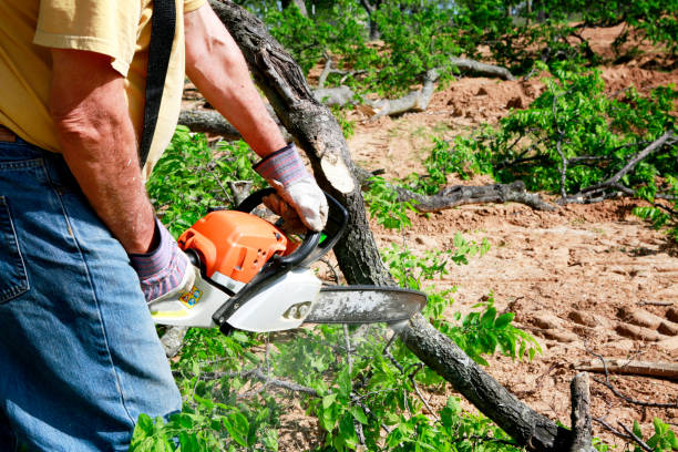 Best Tree Trimming and Pruning  in Fabens, TX