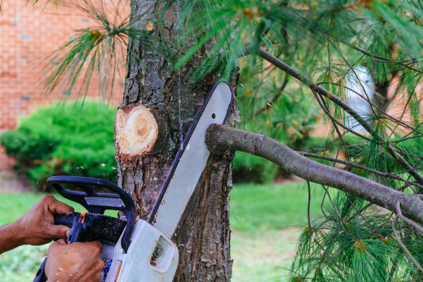 Leaf Removal in Fabens, TX